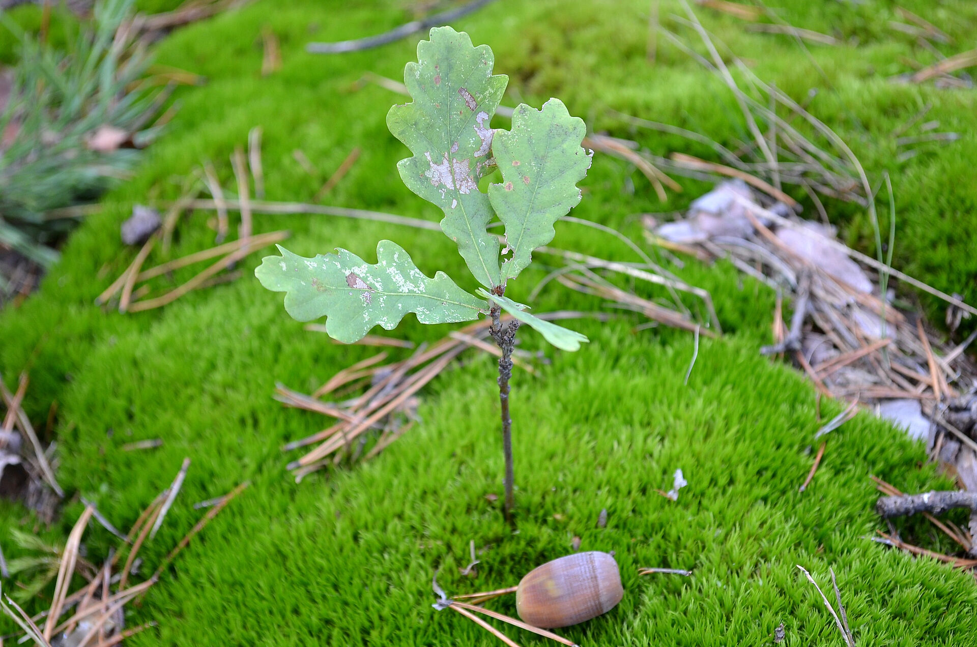 Trinkwasserwald - Setzling