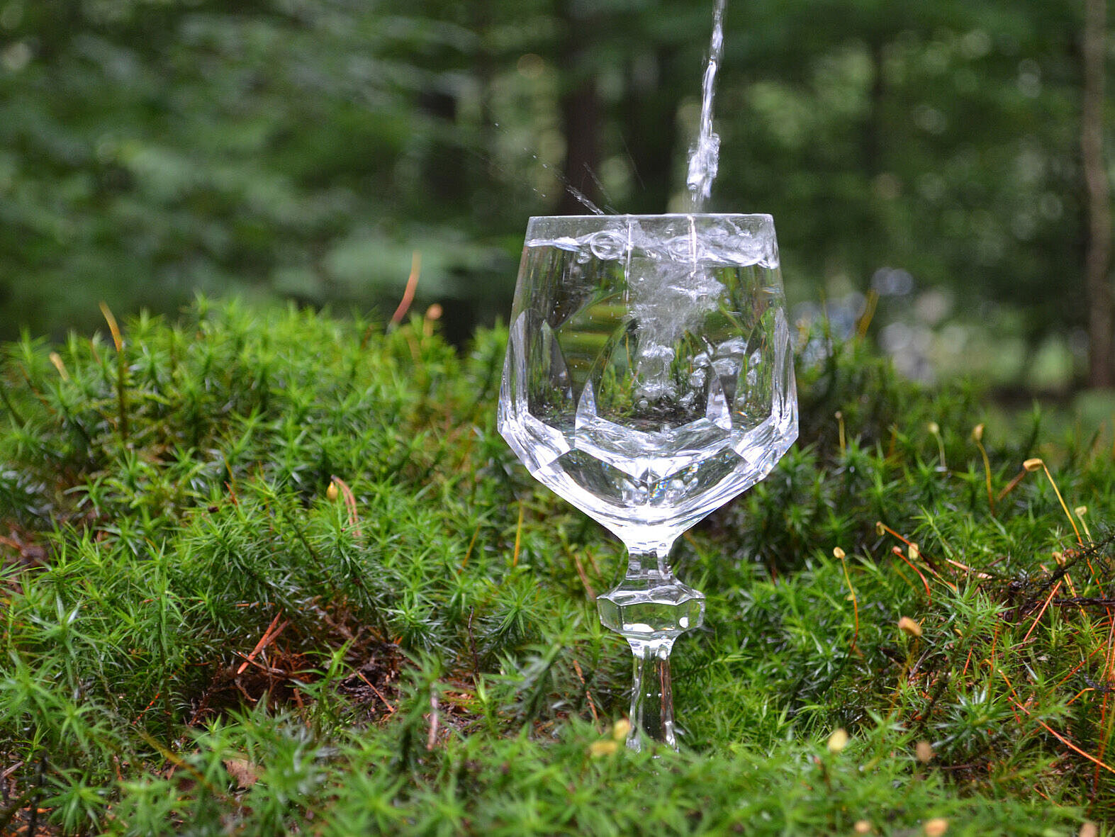 Baumspenden für Trinkwasserwald e. V.