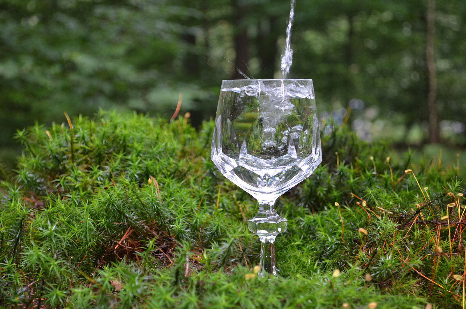 Baumspenden für Trinkwasserwald e. V.