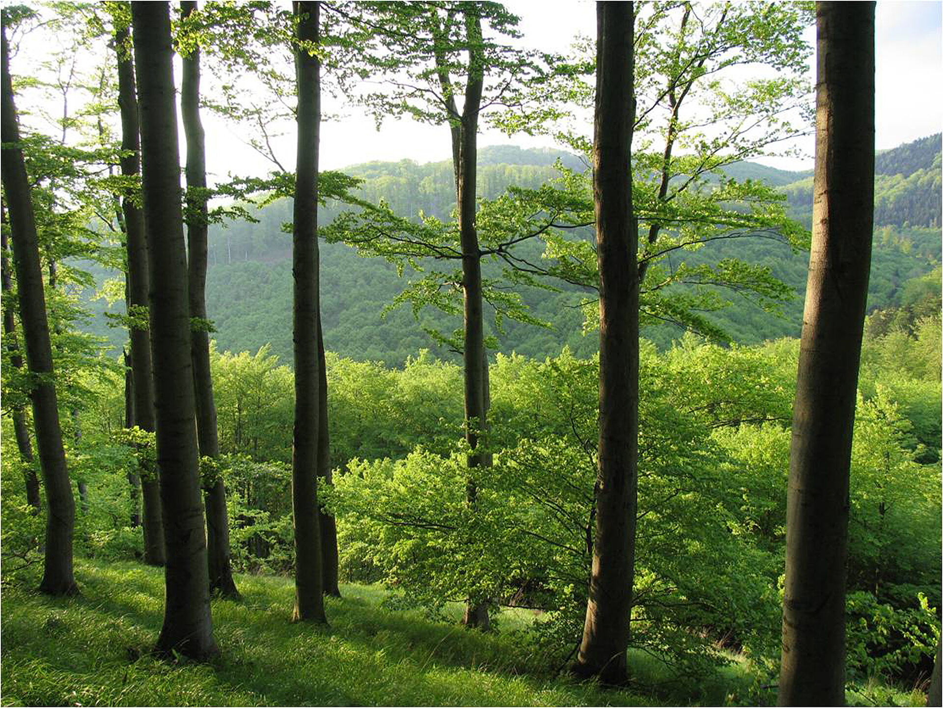 Grüner Wald