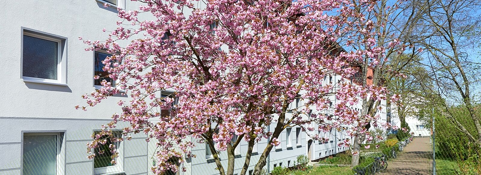 Helles Mehrfamilienhaus, davor Fahrräder und eine Baumkrone mit rosa Blütenblättern